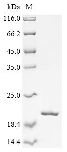 Recombinant Mycobacteroides abscessus ESAT-6-like protein (esxT) - image 1