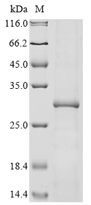 Recombinant Coxiella burnetII Chaperonin GroEL (groEL) , partial - image 1