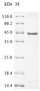 (Tris-Glycine gel) Discontinuous SDS-PAGE (reduced) with 5% enrichment gel and 15% separation gel.