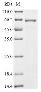 Recombinant Mesocricetus auratus Neuropilin (Nrp1) , partial - image 1
