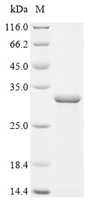 Recombinant Mesocricetus auratus Interleukin-1 (Il1a) - image 1