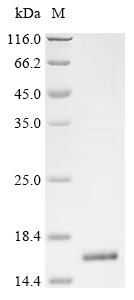 Recombinant Mesocricetus auratus Interleukin-4 (Il4) - image 1