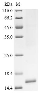Recombinant Mesocricetus auratus Interleukin (Il15) - image 1