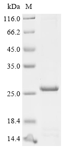 Recombinant Mesocricetus auratus interleukin-27 subunit alpha - image 1