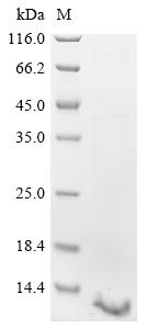 Recombinant Pig Beta-2-microglobulin (B2M) - image 1