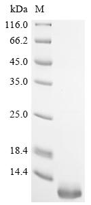 Recombinant Mesocricetus auratus Beta-2-microglobulin (B2m) - image 1