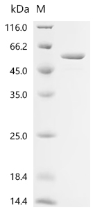 Recombinant Escherichia coli Aspartate carbamoyltransferase catalytic subunit (pyrB) - image 1