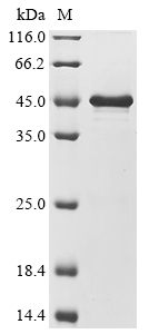 Recombinant Aspergillus flavus Probable pectate lyase A (plyA) - image 1