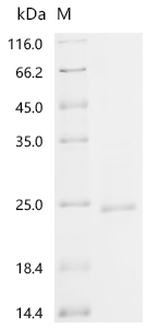 Recombinant Mouse Protein E6 (E6) - image 1