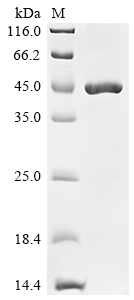 Recombinant Classical swine fever virus Genome polyprotein, partial - image 1