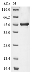 Recombinant Macrococcus caseolyticus Oleate hydratase (MCCL_0076) , partial - image 1