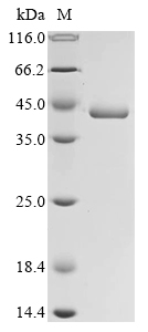 Recombinant Streptococcus pneumoniae L-lactate dehydrogenase (ldh) - image 1