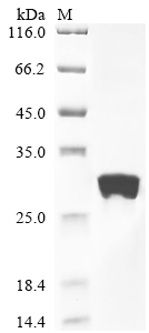 Recombinant Human cytomegalovirus Envelope glycoprotein L (gL) - image 1