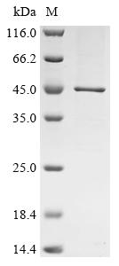 Recombinant Eisenia fetida Lysenin - image 1