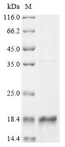 Recombinant Streptococcus mitis Competence-stimulating peptide (comC) - image 1