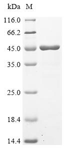 Recombinant Drosophila melanogaster Peptidylglycine alpha-hydroxylating monooxygenase (Phm) - image 1