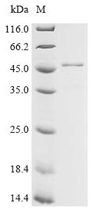 Recombinant Arabidopsis thaliana Chlorophyllase-1 (CLH1) - image 1