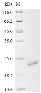 Recombinant Mouse Gamma-synuclein (Sncg) - image 1