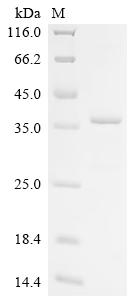 Recombinant Pinctada fucata Mantle gene 8 - image 1