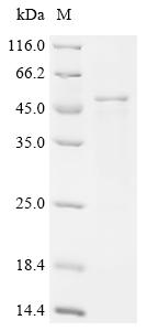 Recombinant Salmonella typhimurium Cell invasion protein SipC (sipC) - image 1