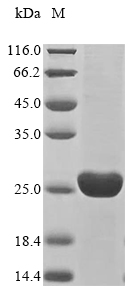 Recombinant Daucus carota Major allergen Dau c 1 - image 1