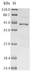 (Tris-Glycine gel) Discontinuous SDS-PAGE (reduced) with 5% enrichment gel and 15% separation gel.