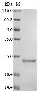 Recombinant Phleum pratense Profilin-2 (PRO2) - image 1