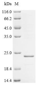 Recombinant Bordetella pertussis Filamentous hemagglutinin (fhaB) , partial - image 1
