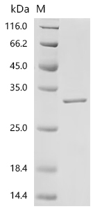 Recombinant Mouse Fibroblast growth factor 15 (Fgf15) - image 1