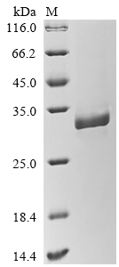 Recombinant Marmota monax Tumor necrosis factor (TNF) , partial - image 1