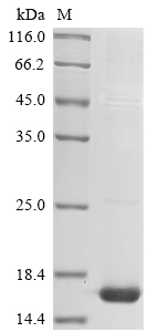 Recombinant Mouse Scrapie-responsive protein 1 (Scrg1) - image 1