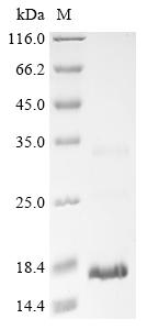 Recombinant Naja sputatrix Cytotoxin 1 - image 1