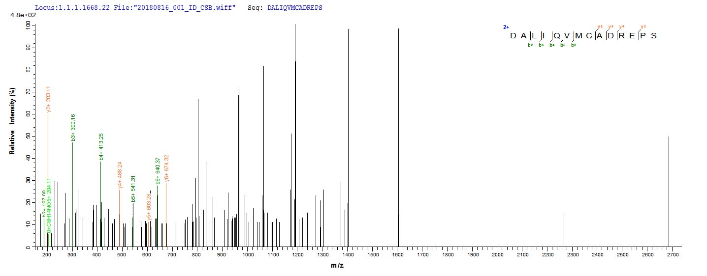 Based on the SEQUEST from database of E.coli host and target protein, the LC-MS/MS Analysis result of CSB-EP528172TPR1 could indicate that this peptide derived from E.coli-expressed Treponema pallidum (strain Nichols) TP_0608. Based on the SEQUEST from database of E.coli host and target protein, the LC-MS/MS Analysis result of CSB-EP528172TPR1 could indicate that this peptide derived from E.coli-expressed Treponema pallidum (strain Nichols) TP_0608.