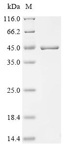 Recombinant Qbeta virus Minor capsid protein A1 - image 1