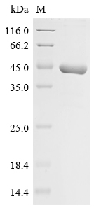(Tris-Glycine gel) Discontinuous SDS-PAGE (reduced) with 5% enrichment gel and 15% separation gel.