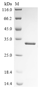 Recombinant Schizosaccharomyces pombe Histone deacetylase clr6 (clr6) , partial - image 1