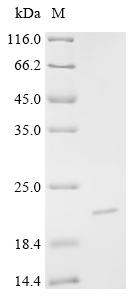 Recombinant Bos indicus x Bos taurus Kappa-casein, partial - image 1