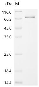 Recombinant Mouse Cyclic GMP-AMP synthase (Cgas) - image 1