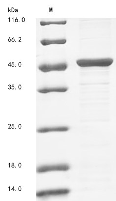 (Tris-Glycine gel) Discontinuous SDS-PAGE (reduced) with 5% enrichment gel and 15% separation gel.
