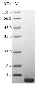 (Tris-Glycine gel) Discontinuous SDS-PAGE (reduced) with 5% enrichment gel and 15% separation gel. (Tris-Glycine gel) Discontinuous SDS-PAGE (reduced) with 5% enrichment gel and 15% separation gel.