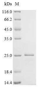 Recombinant Cricetulus griseus Uncharacterized protein - image 1