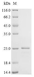 Recombinant Cricetulus griseus Uncharacterized protein - image 1