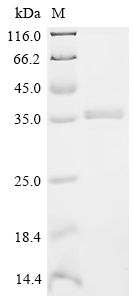 Recombinant Sus scrofa Platelet-derived growth factor subunit B - image 1
