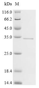 Recombinant Helicobacter pylori Glutamate racemase (murI) - image 1
