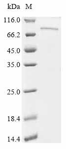 Recombinant Mouse Protocadherin beta 7 (Pcdhb7) , partial - image 1
