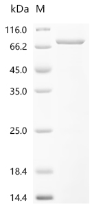 Recombinant Mouse Protocadherin beta 7 (Pcdhb7) , partial - image 1