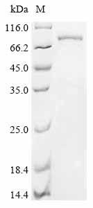 Recombinant Pig Protocadherin beta 7 (PCDHB7) , partial - image 1
