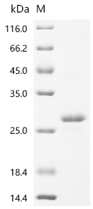 Recombinant Brucella abortus OmpA-like transmembrane domain - image 1