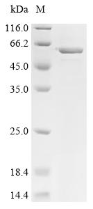 Recombinant Caenorhabditis elegans SAM domain-containing protein (bcc-1) , partial - image 1