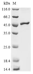 Recombinant Rice tungro bacilliform virus Polyprotein, partial - image 1